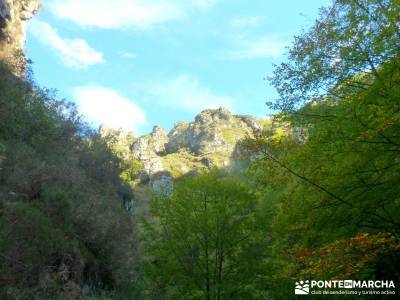 Hayedos Parque Natural de Redes;excursiones de un día madrid excursiones de un día clubes de sende